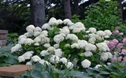 Annabelle Hydrangea - 3 Gallon Pot 15 Annabelle Hydrangea - 3 Gallon Pot -Best Bush Shop hydrangea arborescens annabelle 11