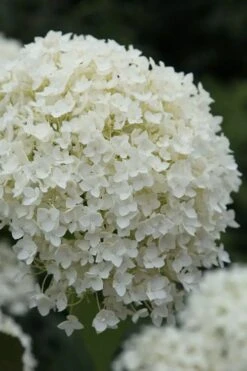 Annabelle Hydrangea - 3 Gallon Pot 14 Annabelle Hydrangea - 3 Gallon Pot -Best Bush Shop hydrangea arborescens annabelle 12