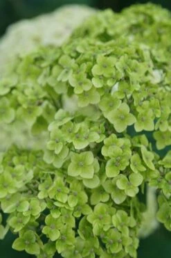 Invincibelle Sublime Smooth Hydrangea - 3 Gallon Pot 12 Invincibelle Sublime Smooth Hydrangea - 3 Gallon Pot -Best Bush Shop hydrangea arborescens invincibelle sublime 3