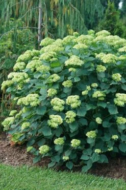 Invincibelle Sublime Smooth Hydrangea - 3 Gallon Pot 14 Invincibelle Sublime Smooth Hydrangea - 3 Gallon Pot -Best Bush Shop hydrangea arborescens invincibelle sublime 6