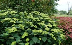 Invincibelle Sublime Smooth Hydrangea - 3 Gallon Pot 13 Invincibelle Sublime Smooth Hydrangea - 3 Gallon Pot -Best Bush Shop hydrangea arborescens invincibelle sublime 8