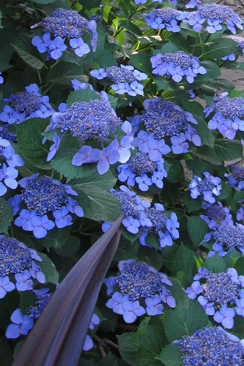 Bluebird Hydrangea - 1 Gallon Pot 1 Bluebird Hydrangea - 1 Gallon Pot