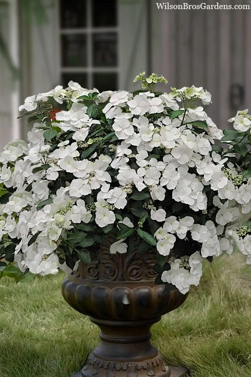 Fairytrail Bride Cascade Hydrangea - 3 Gallon Pot 1 Fairytrail Bride Cascade Hydrangea - 3 Gallon Pot