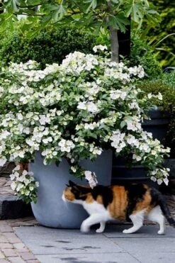Fairytrail Bride Cascade Hydrangea - 1 Gallon Pot 9 Fairytrail Bride Cascade Hydrangea - 1 Gallon Pot -Best Bush Shop hydrangea fairytrail bride 7 2