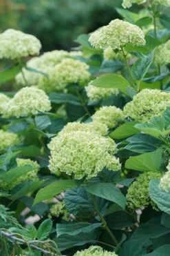 Invincibelle Sublime Smooth Hydrangea - 3 Gallon Pot 15 Invincibelle Sublime Smooth Hydrangea - 3 Gallon Pot -Best Bush Shop hydrangea invincibelle sublime 500x750 1