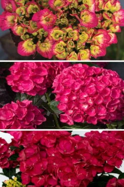 Akadama Hydrangea - 3 Gallon Pot 9 Akadama Hydrangea - 3 Gallon Pot -Best Bush Shop hydrangea macrophylla akadama 3