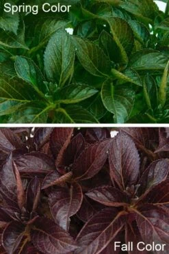 Akadama Hydrangea - 3 Gallon Pot 10 Akadama Hydrangea - 3 Gallon Pot -Best Bush Shop hydrangea macrophylla akadama 4