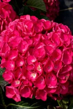 Akadama Hydrangea - 3 Gallon Pot 11 Akadama Hydrangea - 3 Gallon Pot -Best Bush Shop hydrangea macrophylla akadama 6