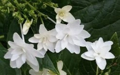 Fuji Waterfall Hydrangea - 1 Gallon Pot 9 Fuji Waterfall Hydrangea - 1 Gallon Pot -Best Bush Shop hydrangea macrophylla fuji waterfall 2