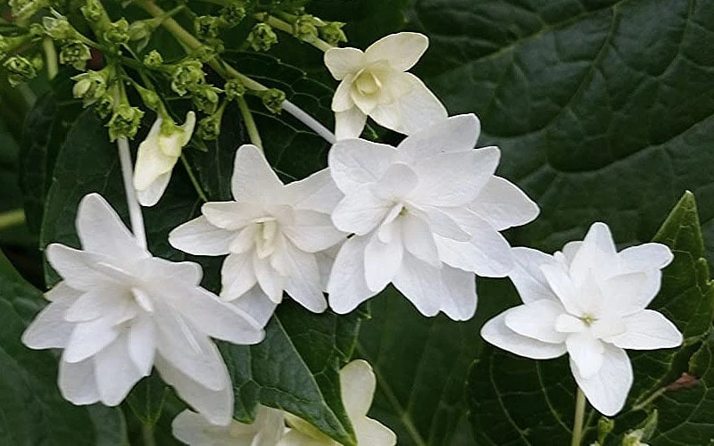 Fuji Waterfall Hydrangea - 1 Gallon Pot 4 Fuji Waterfall Hydrangea - 1 Gallon Pot - Image 4