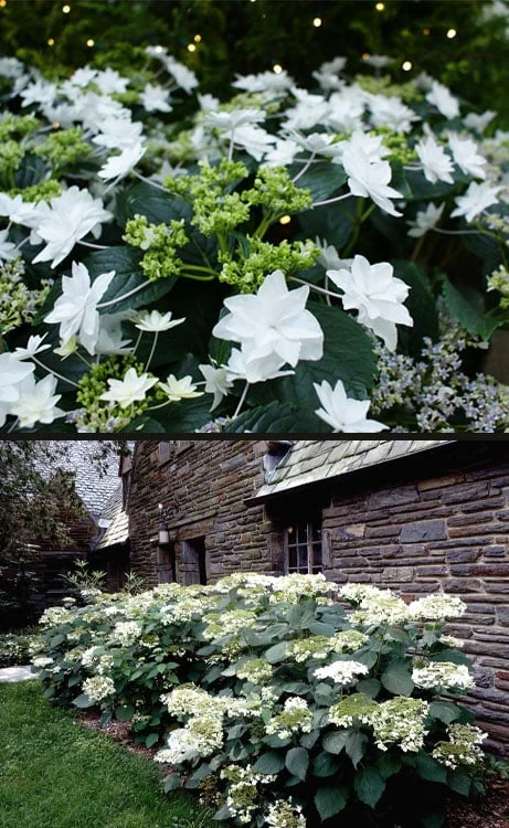 Fuji Waterfall Hydrangea - 1 Gallon Pot 5 Fuji Waterfall Hydrangea - 1 Gallon Pot - Image 5