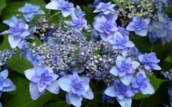 Izu No Hana Lacecap Hydrangea - 3 Gallon Pot 11 Izu No Hana Lacecap Hydrangea - 3 Gallon Pot -Best Bush Shop hydrangea macrophylla izu no ito 4