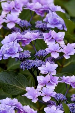 Izu No Hana Lacecap Hydrangea - 3 Gallon Pot 13 Izu No Hana Lacecap Hydrangea - 3 Gallon Pot -Best Bush Shop hydrangea macrophylla izu no ito 9