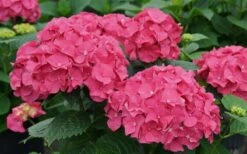 Let's Dance 'Big Band' Dwarf Hydrangea - 3 Gallon Pot 10 Let's Dance 'Big Band' Dwarf Hydrangea - 3 Gallon Pot -Best Bush Shop hydrangea macrophylla lets dance big band 1
