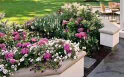 Let's Dance 'Big Band' Dwarf Hydrangea - 3 Gallon Pot 13 Let's Dance 'Big Band' Dwarf Hydrangea - 3 Gallon Pot -Best Bush Shop hydrangea macrophylla lets dance big band 3