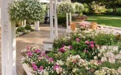 Let's Dance 'Big Band' Dwarf Hydrangea - 3 Gallon Pot 12 Let's Dance 'Big Band' Dwarf Hydrangea - 3 Gallon Pot -Best Bush Shop hydrangea macrophylla lets dance big band 4