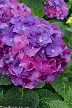 Let's Dance 'Big Band' Dwarf Hydrangea - 3 Gallon Pot 11 Let's Dance 'Big Band' Dwarf Hydrangea - 3 Gallon Pot -Best Bush Shop hydrangea macrophylla lets dance big band 5