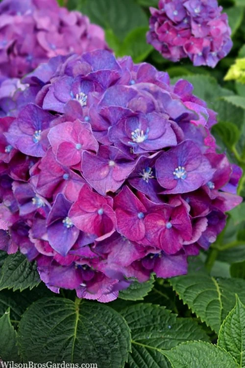 Let's Dance 'Big Band' Dwarf Hydrangea - 3 Gallon Pot 5 Let's Dance 'Big Band' Dwarf Hydrangea - 3 Gallon Pot - Image 5