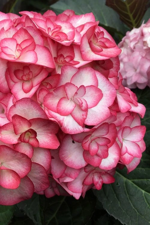 Miss Saori Hydrangea - 1 Gallon Pot 1 Miss Saori Hydrangea - 1 Gallon Pot