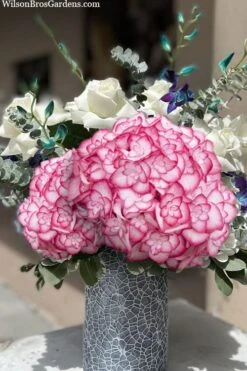 Miss Saori Hydrangea - 1 Gallon Pot 12 Miss Saori Hydrangea - 1 Gallon Pot -Best Bush Shop hydrangea macrophylla miss saori 20