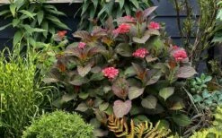 Miss Saori Hydrangea - 1 Gallon Pot 13 Miss Saori Hydrangea - 1 Gallon Pot -Best Bush Shop hydrangea macrophylla miss saori 9