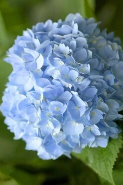 Penny Mac Hydrangea - 3 Gallon Pot -Best Bush Shop hydrangea macrophylla penny mac 21