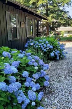 Penny Mac Hydrangea - 3 Gallon Pot -Best Bush Shop hydrangea macrophylla penny mac 23