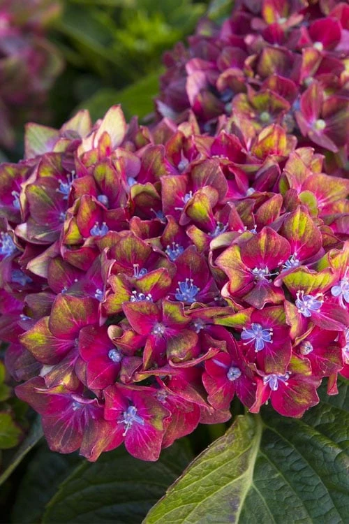 Pistachio Hydrangea - 5 Gallon Pot 6 Pistachio Hydrangea - 5 Gallon Pot - Image 6