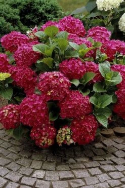 Red Sensation Hydrangea - 3 Gallon Pot 10 Red Sensation Hydrangea - 3 Gallon Pot -Best Bush Shop hydrangea macrophylla red sensation 2