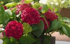 Red Sensation Hydrangea - 3 Gallon Pot 12 Red Sensation Hydrangea - 3 Gallon Pot -Best Bush Shop hydrangea macrophylla red sensation 6
