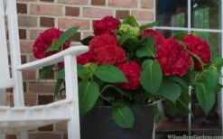 Red Sensation Hydrangea - 3 Gallon Pot 11 Red Sensation Hydrangea - 3 Gallon Pot -Best Bush Shop hydrangea macrophylla red sensation 7