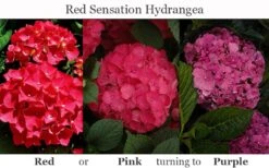 Red Sensation Hydrangea - 3 Gallon Pot 13 Red Sensation Hydrangea - 3 Gallon Pot -Best Bush Shop hydrangea macrophylla red sensation 8