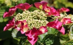 Teller Red Hydrangea - 1 Gallon Pot 11 Teller Red Hydrangea - 1 Gallon Pot -Best Bush Shop hydrangea macrophylla teller red 3