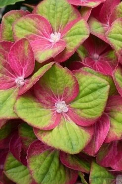 Tilt-A-Swirl Hydrangea - 3 Gallon Pot - SALE 15 Tilt-A-Swirl Hydrangea - 3 Gallon Pot - SALE -Best Bush Shop hydrangea macrophylla tilt a swirl 4 1