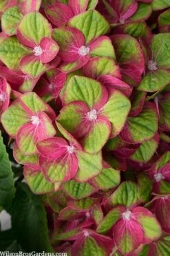 Tilt-A-Swirl Hydrangea - 3 Gallon Pot -Best Bush Shop hydrangea macrophylla tilt a swirl 5