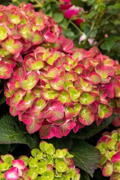 Tilt-A-Swirl Hydrangea - 3 Gallon Pot -Best Bush Shop hydrangea macrophylla tilt a swirl 7