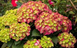 Tilt-A-Swirl Hydrangea - 3 Gallon Pot -Best Bush Shop hydrangea macrophylla tilt a swirl 8