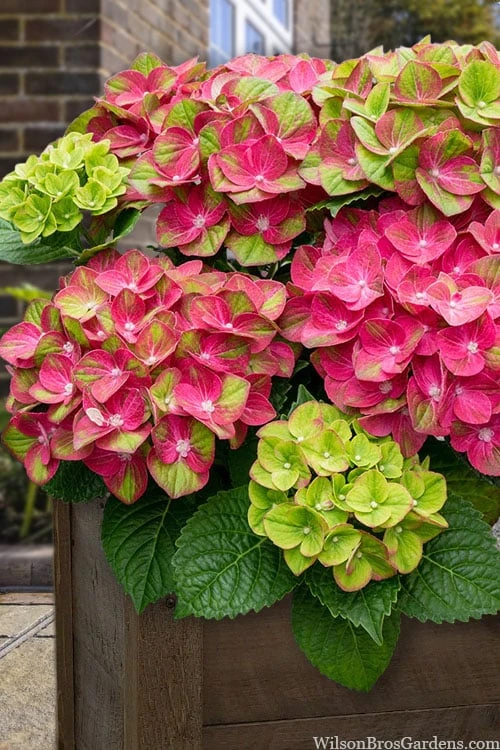 Tilt-A-Swirl Hydrangea - 3 Gallon Pot - SALE 1 Tilt-A-Swirl Hydrangea - 3 Gallon Pot - SALE