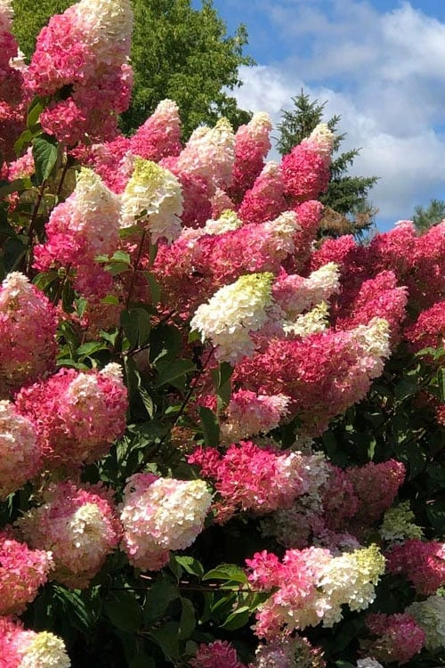 Berry White Panicle Hydrangea - 3 Gallon Pot 1 Berry White Panicle Hydrangea - 3 Gallon Pot
