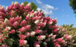 Berry White Panicle Hydrangea - 3 Gallon Pot 13 Berry White Panicle Hydrangea - 3 Gallon Pot -Best Bush Shop hydrangea paniculata berry white 4