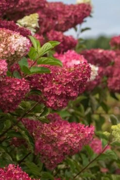 Berry White Panicle Hydrangea - 3 Gallon Pot 16 Berry White Panicle Hydrangea - 3 Gallon Pot -Best Bush Shop hydrangea paniculata berry white 5