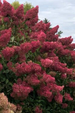 Berry White Panicle Hydrangea - 3 Gallon Pot 17 Berry White Panicle Hydrangea - 3 Gallon Pot -Best Bush Shop hydrangea paniculata berry white 7