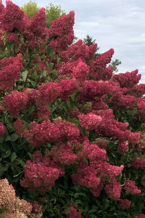 Berry White Panicle Hydrangea - 3 Gallon Pot 9 Berry White Panicle Hydrangea - 3 Gallon Pot - Image 9
