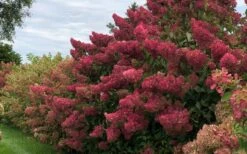 Berry White Panicle Hydrangea - 3 Gallon Pot 15 Berry White Panicle Hydrangea - 3 Gallon Pot -Best Bush Shop hydrangea paniculata berry white 8