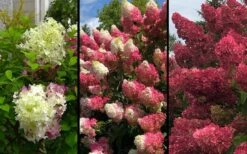 Berry White Panicle Hydrangea - 3 Gallon Pot 12 Berry White Panicle Hydrangea - 3 Gallon Pot -Best Bush Shop hydrangea paniculata berry white 9
