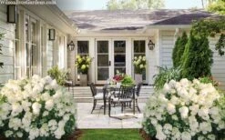 Little Hottie Hydrangea - 2.5 Gallon Pot 11 Little Hottie Hydrangea - 2.5 Gallon Pot -Best Bush Shop hydrangea paniculata little hottie 7