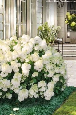 Little Hottie Hydrangea - 2.5 Gallon Pot