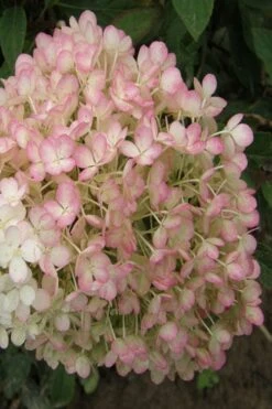Little Hottie Hydrangea - 2.5 Gallon Pot 13 Little Hottie Hydrangea - 2.5 Gallon Pot -Best Bush Shop hydrangea paniculata little hottie 9