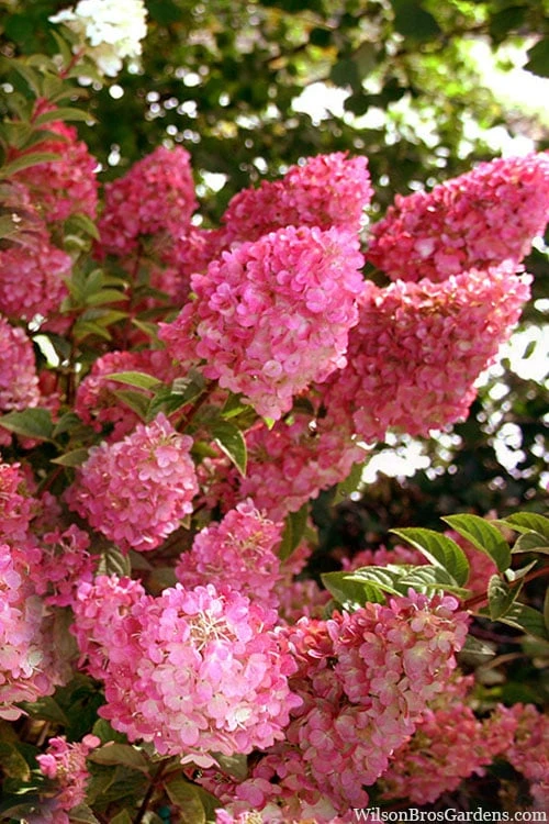 Strawberry Sundae Hydrangea - 1 Gallon Pot 1 Strawberry Sundae Hydrangea - 1 Gallon Pot