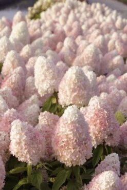 Sweet Summer Panicle Hydrangea - 3 Gallon Pot 11 Sweet Summer Panicle Hydrangea - 3 Gallon Pot -Best Bush Shop hydrangea paniculata sweet summer 1